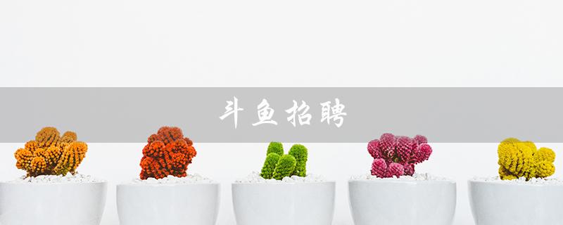 斗鱼招聘（斗鱼招聘哪些职位）